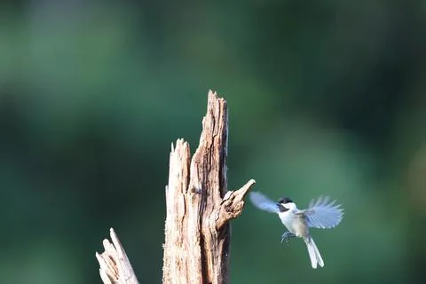 Chickadee Landing Stock Photos