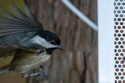 Chickadee Landing Stockfoto's