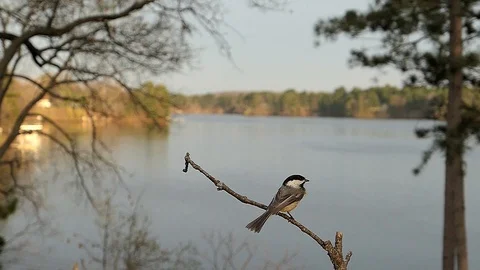 Chickadee lands on a branch on a fall day by the lake. Video stock 99753886