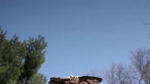 Chickadee lands at the peanut feeder. Video stock 148677033