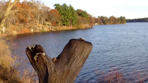 Chickadee lands in slow motion and carries away large nut. Video stock 71156003