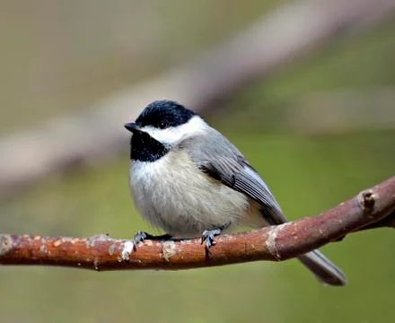 Chickadee on a limb Stock Photos
