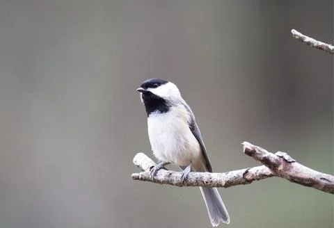 Chickadee on limb Stock Photos