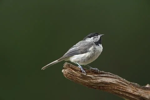 Chickadee on limb  Stock Photos