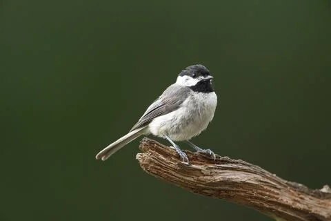 Chickadee on limb Stock Photos