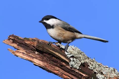 Chickadee on a log Stock Photos