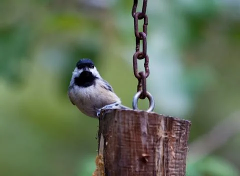 Chickadee on log 스톡 사진
