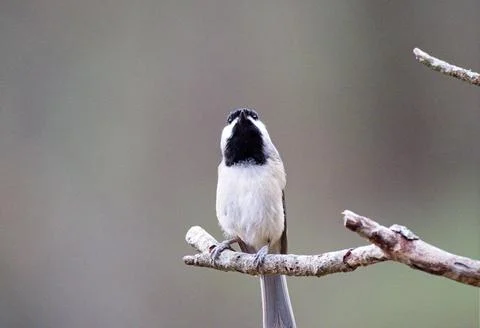 Chickadee looking up Stock Photos