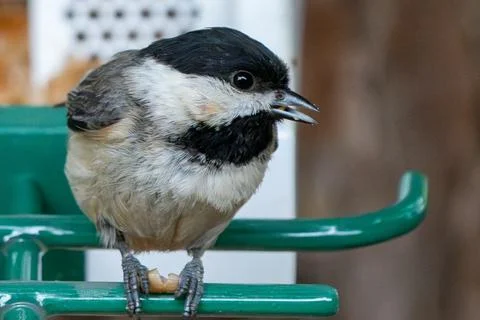 Chickadee in May 库存照片