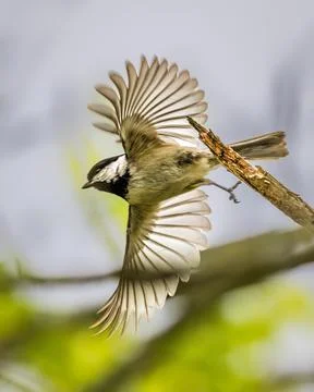 Chickadee in Mid-Flight Stock Photos