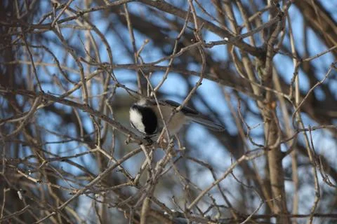 A Chickadee Pecking at a Seed Stock Photos