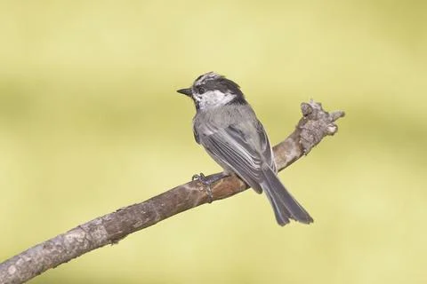 Chickadee perched on a stick. Stock Photos