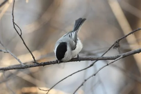 Chickadee perched on a tree branch Foto stock