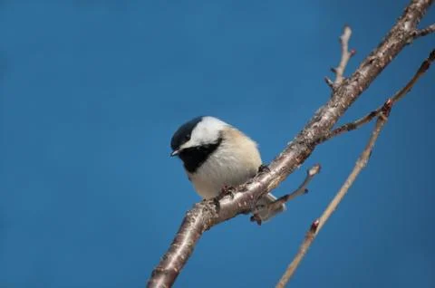Chickadee Perching on a Branch Stock Photos