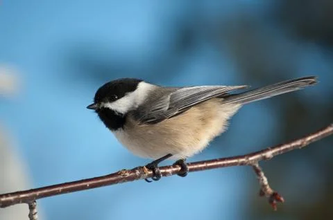 Chickadee Perching on a Branch Stock Photos