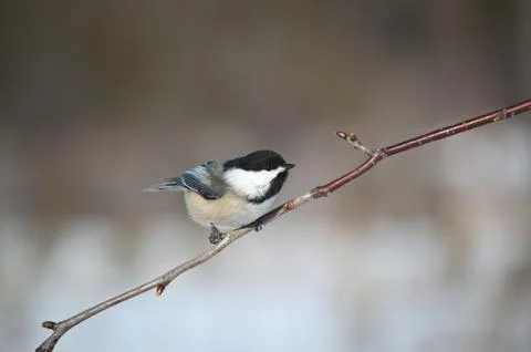 Chickadee Perching on a Branch Stock Photos