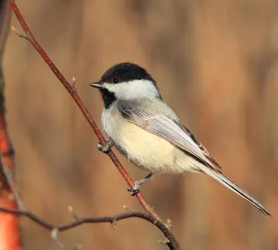 Chickadee Stock Photos