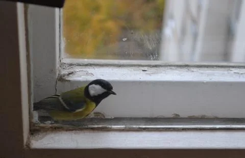 Chickadee Stock Photos