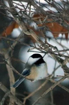 Chickadee Fotos Stock