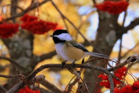 Chickadee Fotos Stock