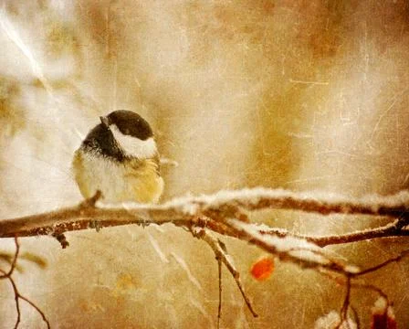 Chickadee. Stock Photos