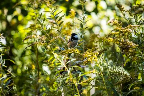 Chickadee Stock Photos