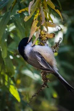 Chickadee Stock Photos