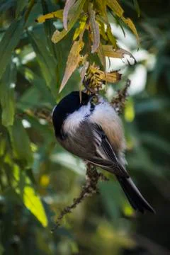 Chickadee Stock Photos