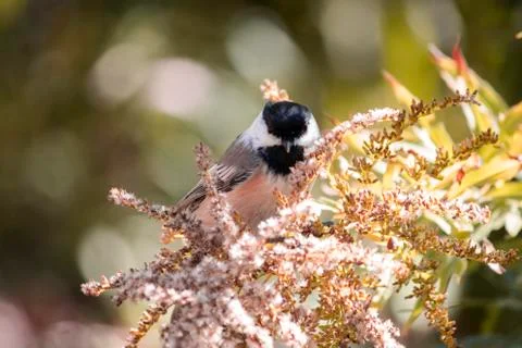 Chickadee Stock Photos