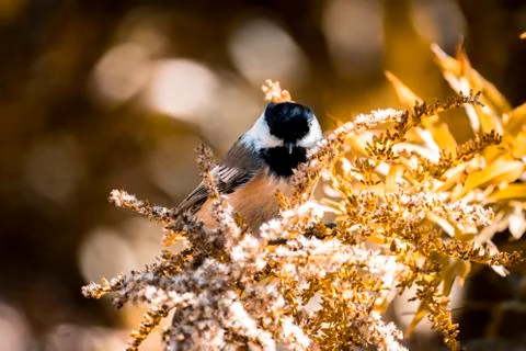 Chickadee Stock Photos