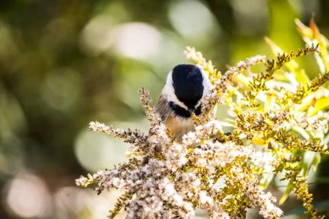 Chickadee Stock Photos