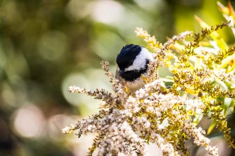 Chickadee Stock Photos