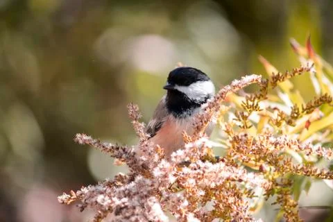 Chickadee Stock Photos