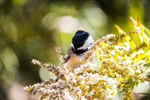 Chickadee Stock Photos