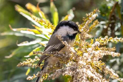 Chickadee Stock Photos