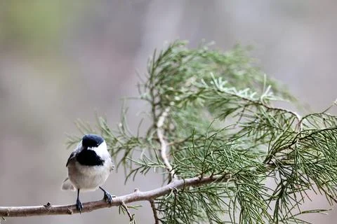 Chickadee Stock Photos