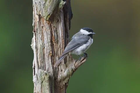 Chickadee Stock Photos