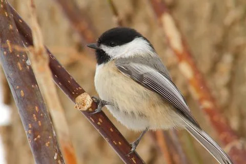 Chickadee Stock Photos