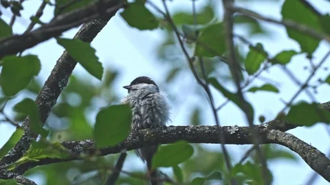 Chickadee Preening with Wet Ruffled Feathers Stock Footage 343784162