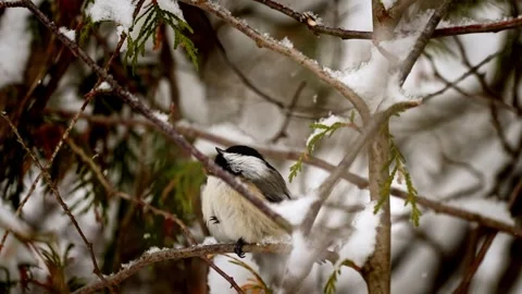 Chickadee protecting his feet on cold snowy day. Video stock 332505989