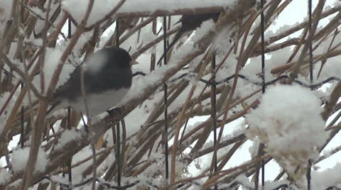 Chickadee Resting on Branch Vidéo 22557222