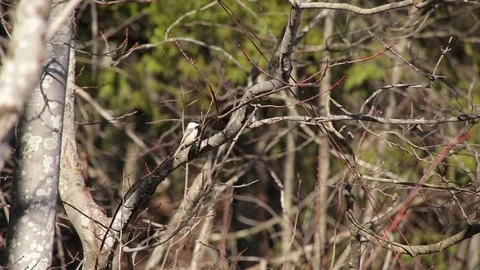 Chickadee Searching for Seeds Vídeo Stock 79589455