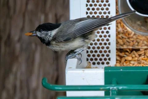Chickadee With a Seed Stock Photos