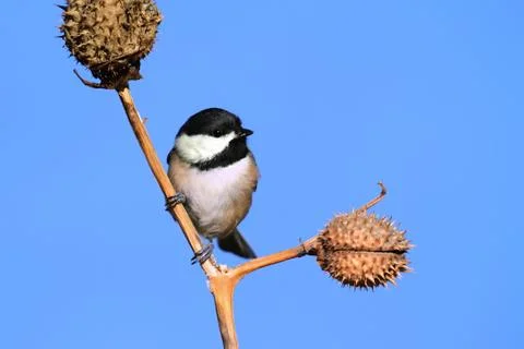 Chickadee with a seed pod Stock Photos