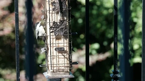 Chickadee on side of bird feeder Stock Footage 92921843