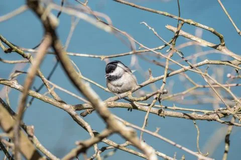 Chickadee singing in a tree Stock Photos