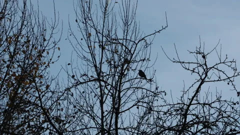 A chickadee sits silhouetted in a barren tree. It flies away. Stock Footage 146819573