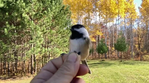 Chickadee slow mo takes seed from hand Stock Footage 144457738