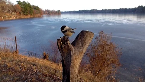 Chickadee in slow motion ambushes another on tree stump by frozen lake. Stock-Footage 71156492