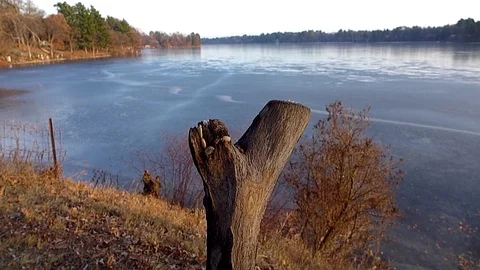 Chickadee in slow motion emerges from bush to land on lake perch in winter. Video stock 71156409